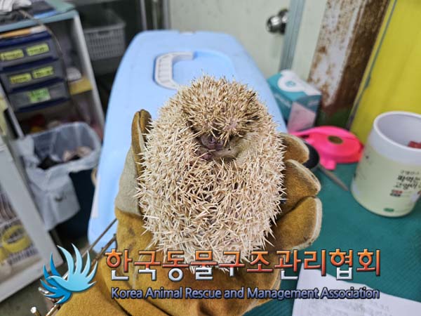 한국동물구조관리협회_411309202400325